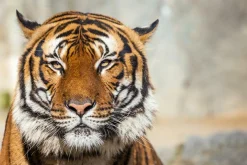 Sonstige Akustikbild TIGER