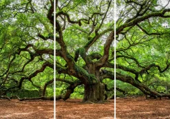 Sonstige Akustikbild VERZWEIGTER BAUM