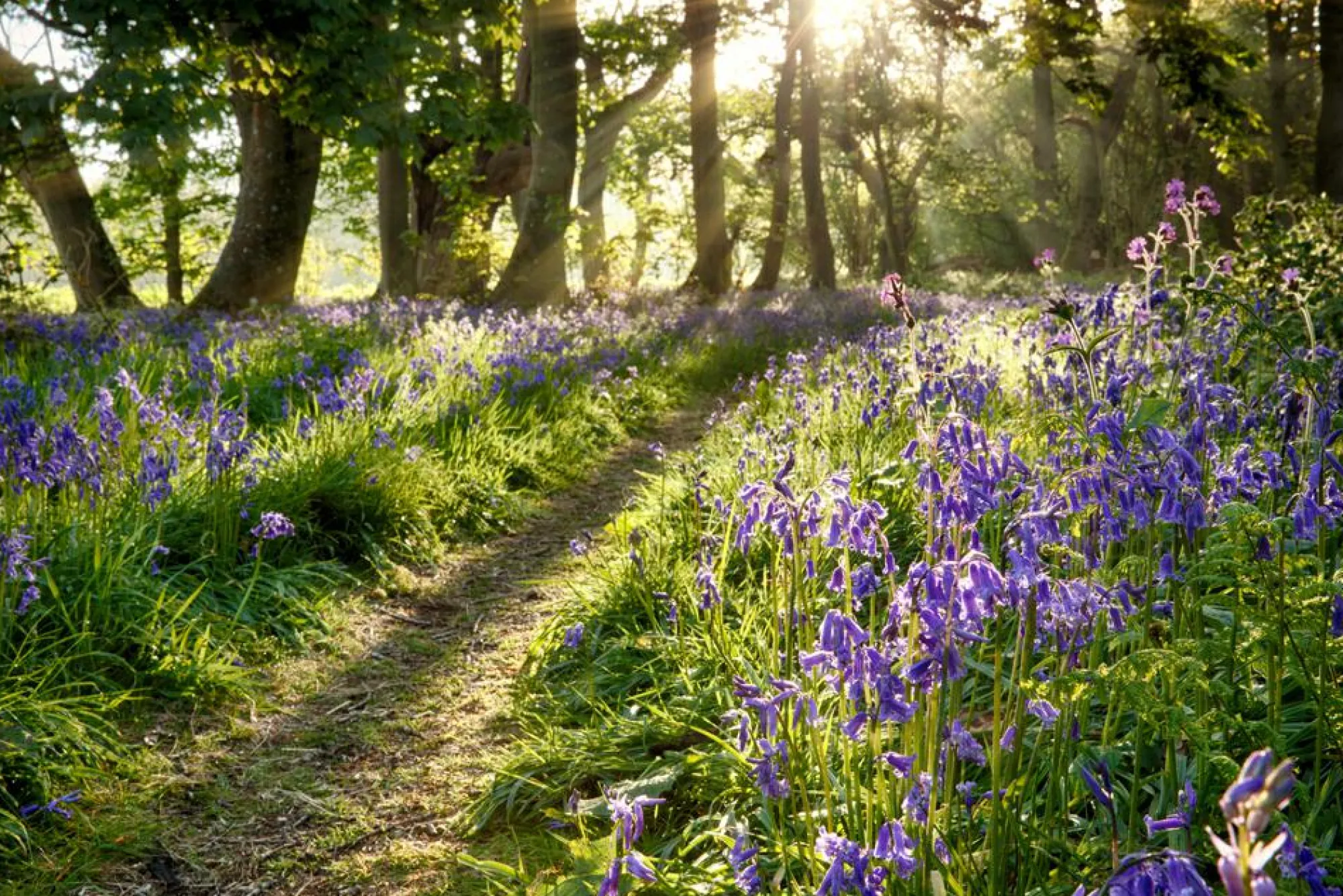 New Sonstige Akustikbild WALD LAVENDEL 2