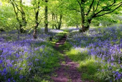 Sonstige Akustikbild WALD LAVENDEL 1