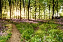 Sonstige Akustikbild WALDWEG