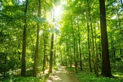 Sonstige Akustikbild WALDWEG