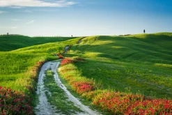 Sonstige Akustikbild WEGESRAND MIT MOHN