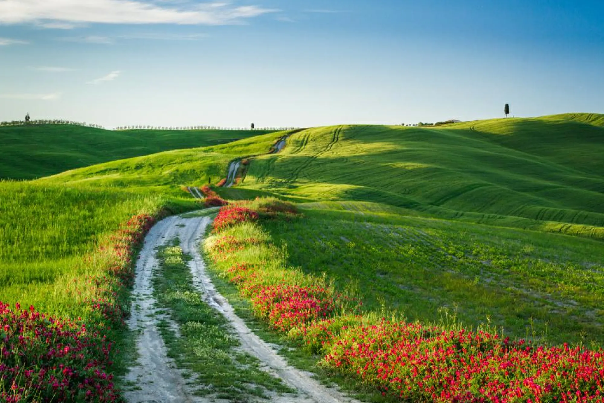 Sonstige Akustikbild WEGESRAND MIT MOHN