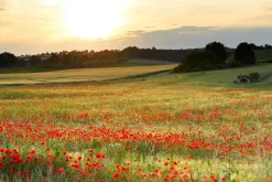Outlet Sonstige Akustikbild WIESE MIT MOHN