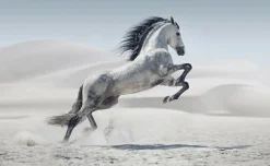 Hot Sonstige Akustikbild WILDPFERD