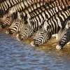 Online Sonstige Akustikbild ZEBRAS AM FLUß