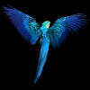 Hot PRO ART Aludibondbild BLUEPARROT