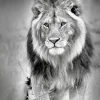 New PRO ART Aludibondbild LION HEADS III