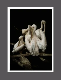 New WIEDEMANN Aludibondbild PELIKANE