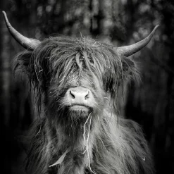 New PRO ART Aludibondbild SCOTTISH