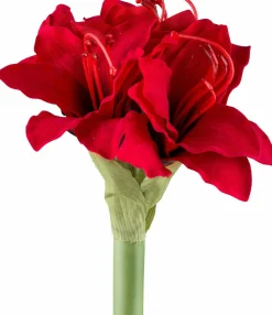 Clearance GASPER Amaryllis