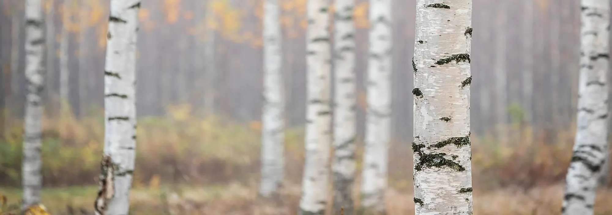 Sale Sonstige Decopanel BIRKENWALD