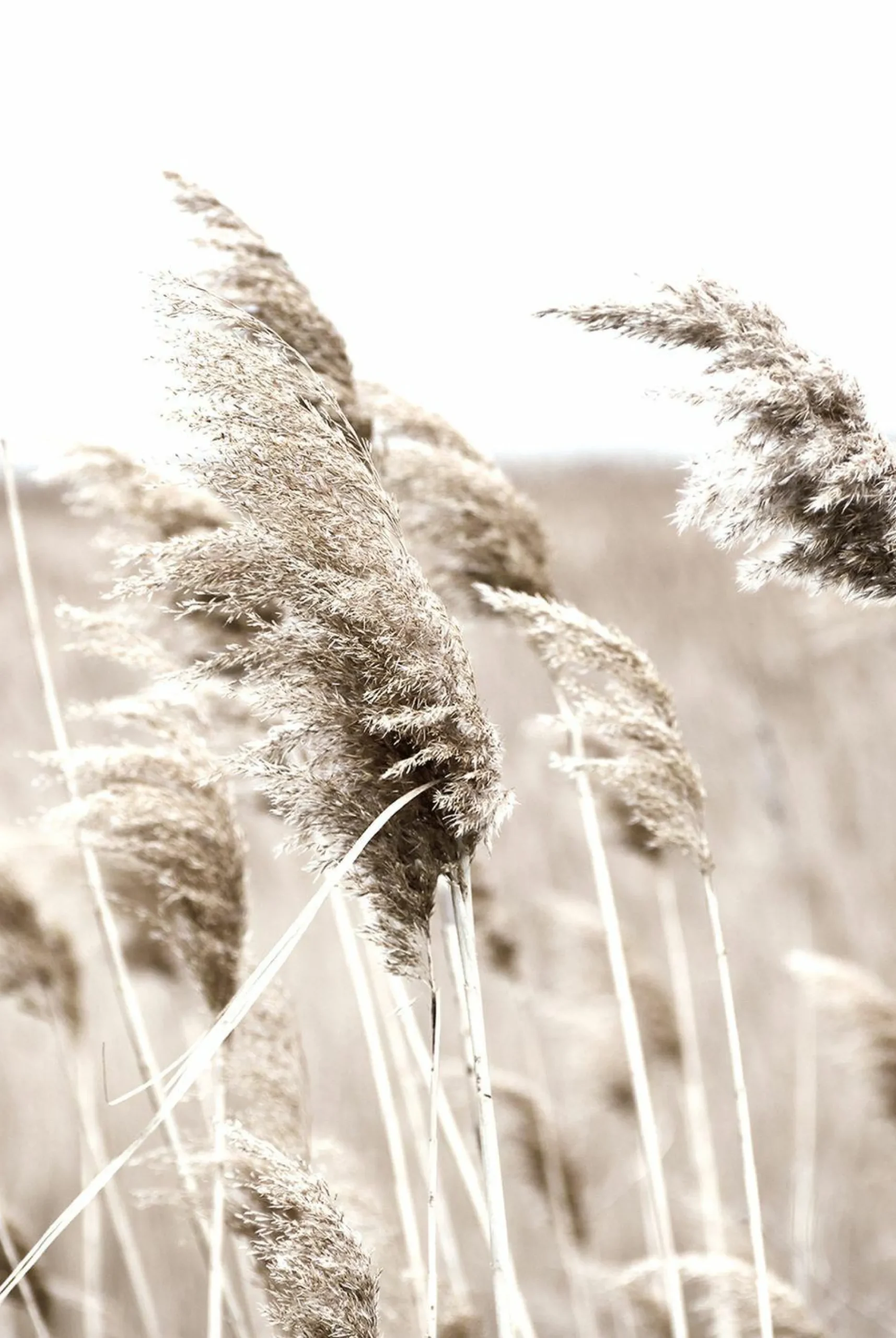 Discount Sonstige Decopanel PAMPASGRAS