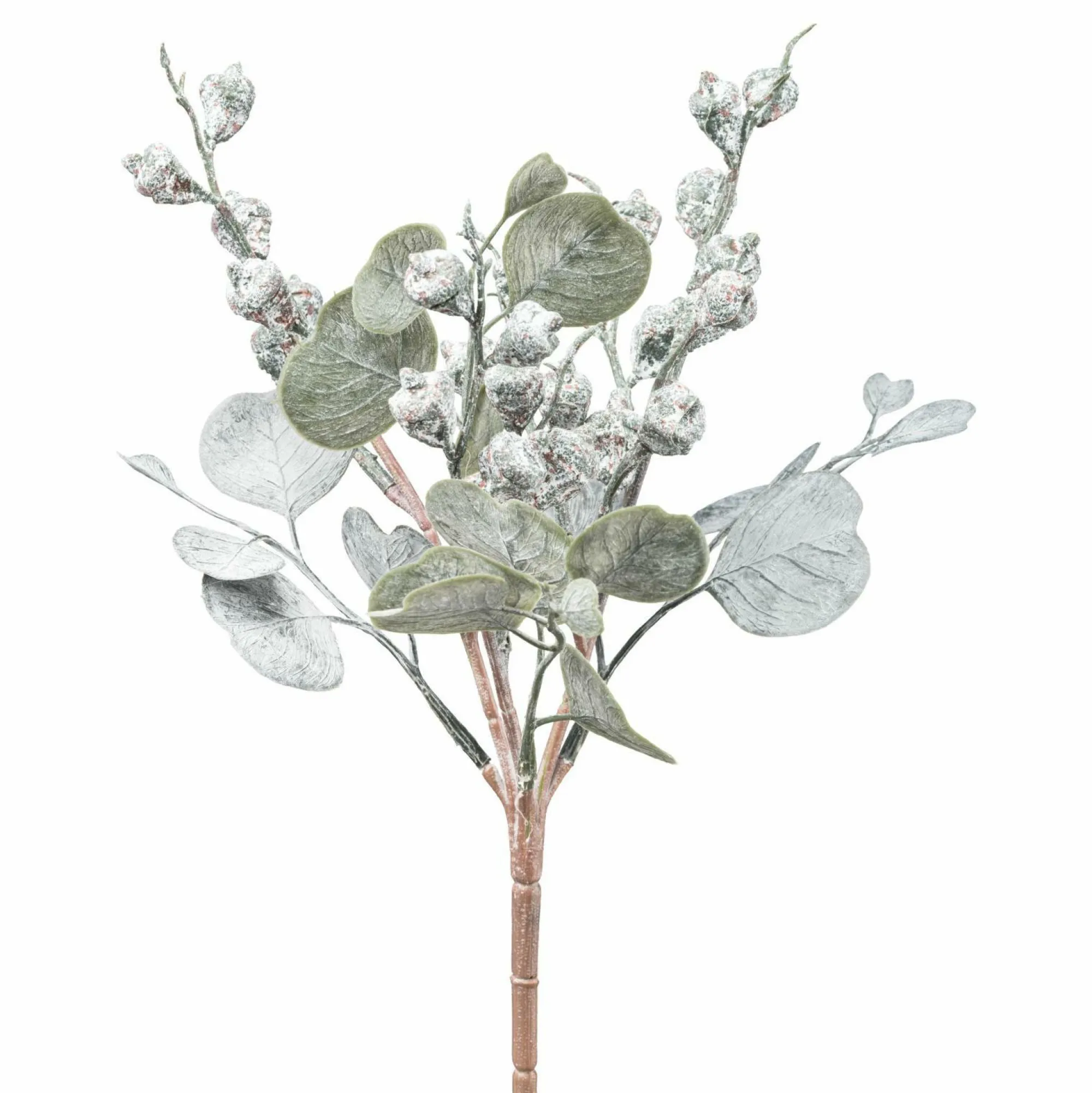 Sale GASPER Eucalyptusbusch mit Früchten