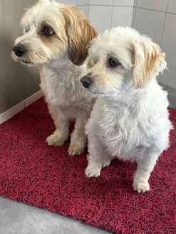 ASTRA Fußmatte Entra