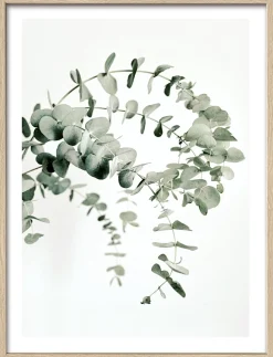 PRO ART Gerahmtes Bild EUCALYPTUS
