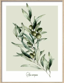 PRO ART Gerahmtes Bild OLIVEN