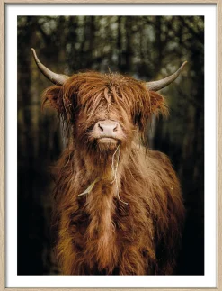 PRO ART Gerahmtes Bild SCOTTISH