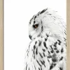 PRO ART Gerahmtes Bild SNOW OWL