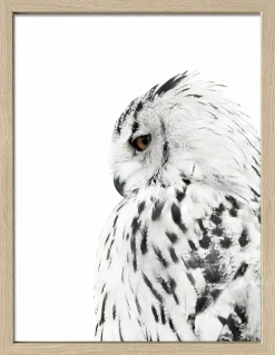 PRO ART Gerahmtes Bild SNOW OWL