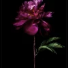 Sonstige Gerahmtes-Bild PEONY PORTRAIT