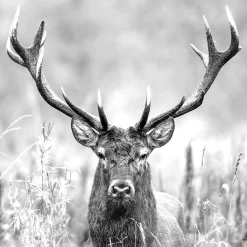 PRO ART Glasbild GREY DEER HEAD II