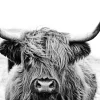 PRO ART Glasbild HIGHLAND CATTLE II