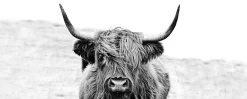 PRO ART Glasbild HIGHLAND CATTLE II