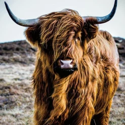 Sonstige Glasbild HOCHLANDRIND