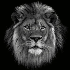 Clearance Sonstige Glasbild KÖNIG DER LÖWERN