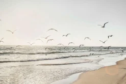 Best Sonstige Glasbild MÖWEN ÜBER DEM MEER