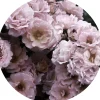 PRO ART Glasbild PEONIES III