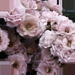 PRO ART Glasbild PEONIES III