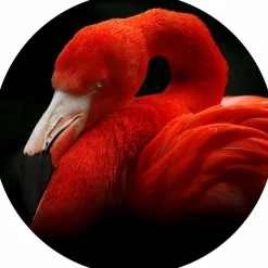 PRO ART Glasbild SLEEPING FLAMINGO