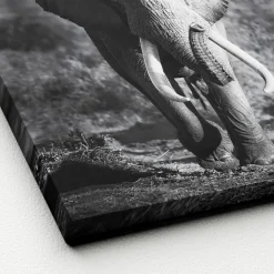 PRO ART Keilrahmenbild ELEPHANT HEAD