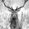 Online PRO ART Keilrahmenbild GREY DEER HEAD