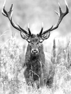 Online PRO ART Keilrahmenbild GREY DEER HEAD