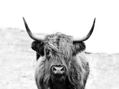 PRO ART Keilrahmenbild SCOT HIGHLAND