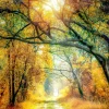 PRO ART Keilrahmenbild SUNSHINE FOREST