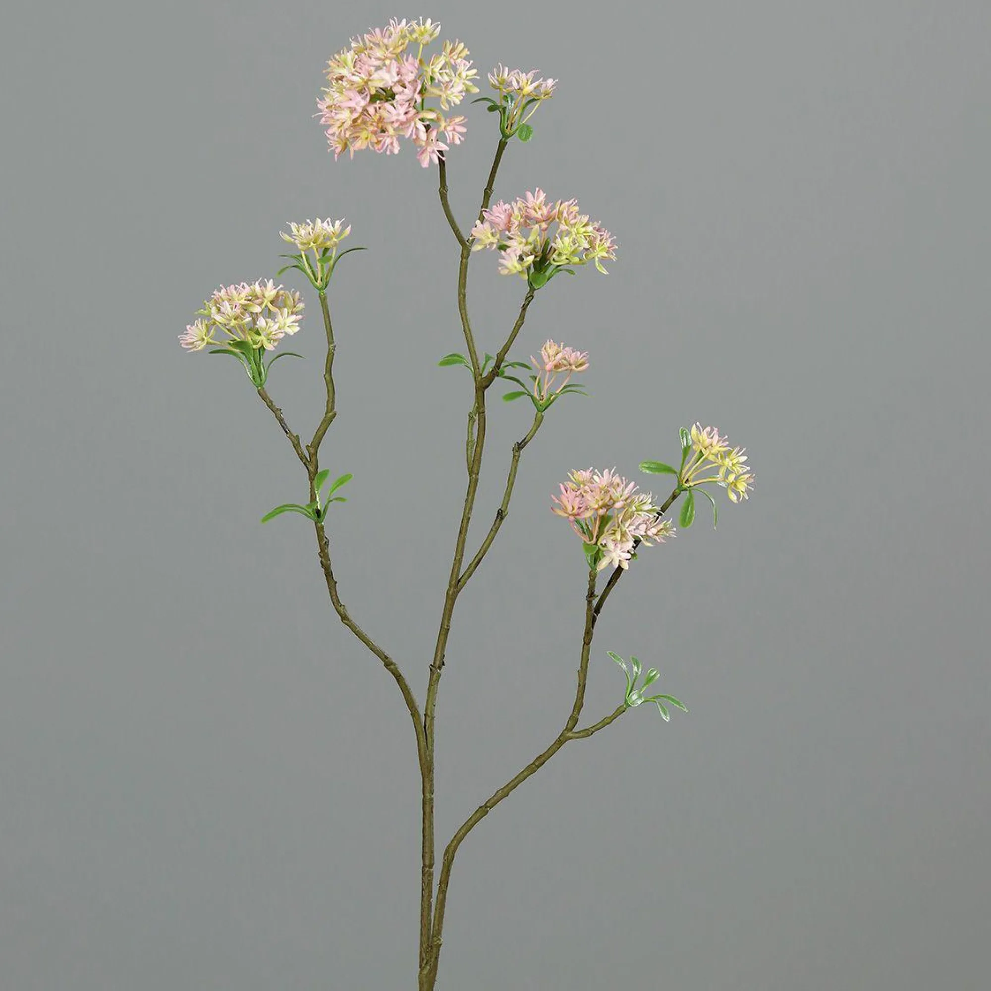 DPI Kunstblume Bowardienzweig