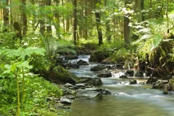Sonstige Leinwandbild FLUßLAUF IM WALD