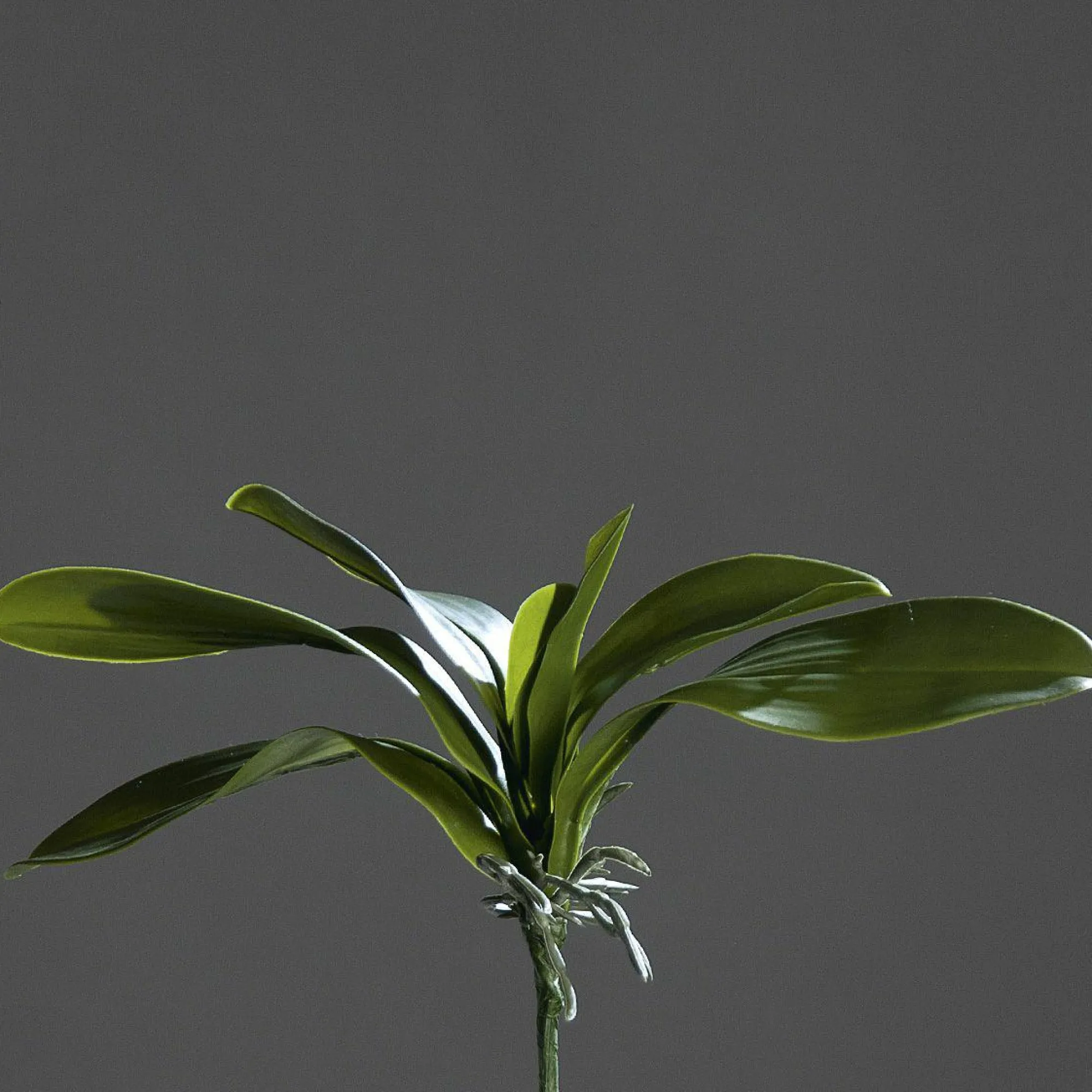 Best DPI Orchideenblattpflanze grün