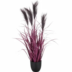 Best GASPER Pampasgras