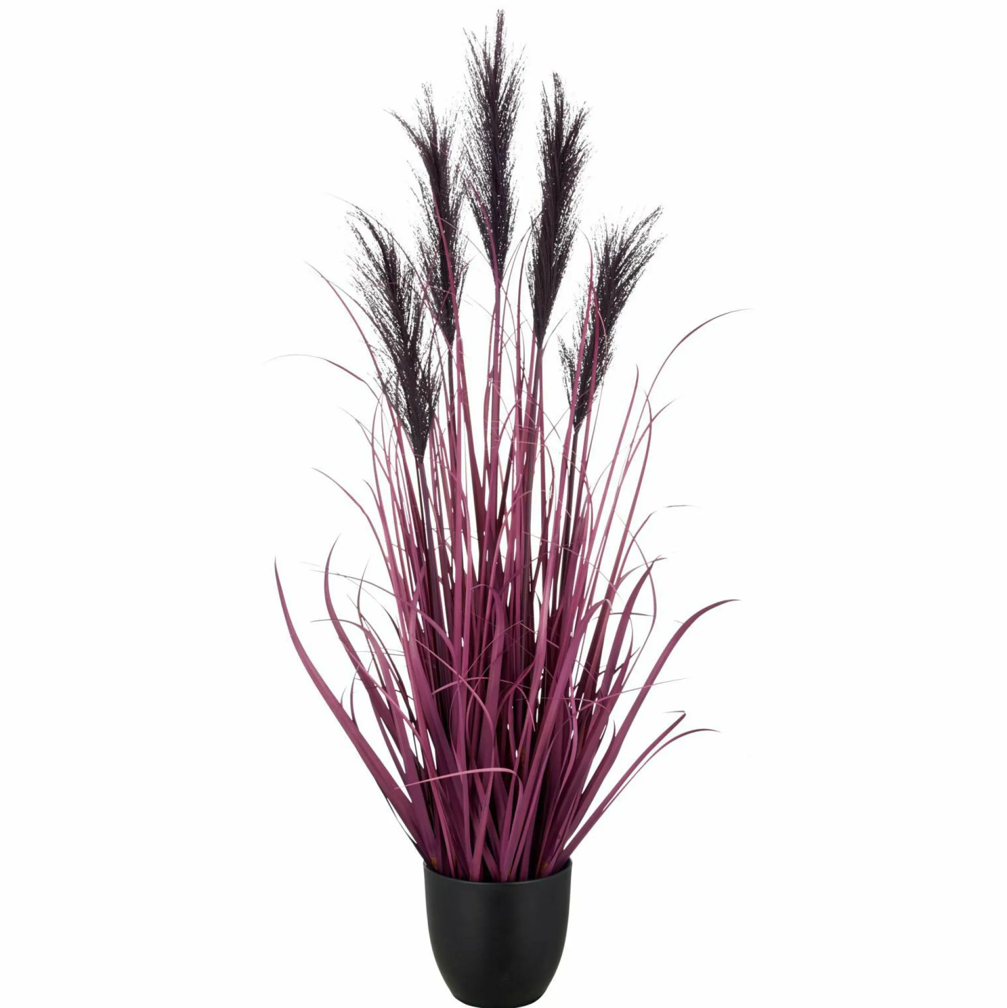 GASPER Pampasgras
