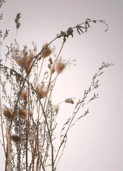 Sonstige Poster 1617