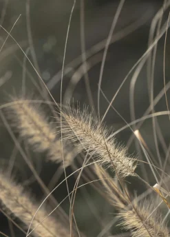 Sonstige Posterboard MELLOW GRASSES 2
