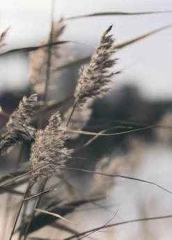 Sonstige Posterboard MELLOW GRASSES 3