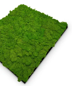 Jangal Wandpaneel MODULAR WALL