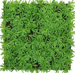 Jangal Wandpaneel MODULAR WALL